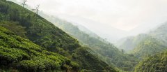 Which tea garden is the most famous in Darjeeling? What are the taste characteristics of Castleton Castleton spring picking tea?
