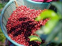 According to the characteristics of Honduran coffee beans, is Honduran Shirley barrel fermented coffee beans good?