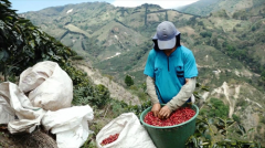 Stonehenge Manor, Costa Rica blueberry coffee beans, anaerobic heavy honey treatment process.