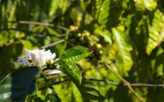 The difference between Hainan coffee beans and Yunnan coffee beans Hainan coffee and Yunnan small coffee beans taste