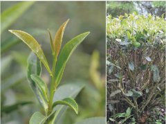 What is the difference between Taiwan black tea variety Qiyuntai tea No. 23 and Taiwan tea No. 18 Hongyu black tea