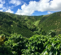 What coffee beans taste good in Colombia? Columbia flowers see coffee bean flavor introduction.