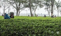 The difference between Chinese black tea and Indian black tea what is the difference in the taste of Indian black tea Assam Darjeeling