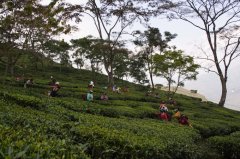 What is the special taste of Goomtee summer picking black tea in Darjeeling Tutti Tea Garden? Characteristics of Darjeeling black tea
