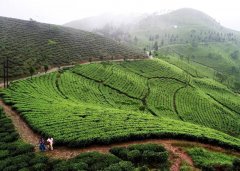 What kind of tea is there besides black tea in Darjeeling, India? Darjeeling orange, yellow and white price list