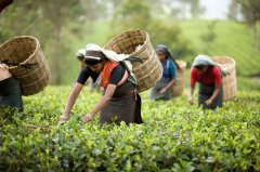 Comparison of harvest season and tea taste between Darjeeling black tea and Assam black tea