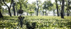 How to make the recipe of Assam black tea? Where can I buy authentic malt Assam black tea?