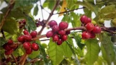Why do foreigners like drinking coffee? This paper briefly introduces the origin and development history of foreign coffee.
