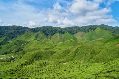 China's four major tea producing areas distribution area which tea area produced by the black tea is better to drink?