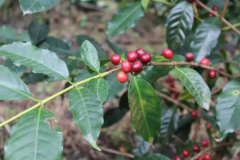 Introduction of coffee varieties in Colombia-introduction of coffee beans produced in the main producing countries in the world.