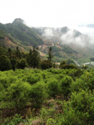 Is Lao Zong sweet potato fragrant single fir tea a high-grade tea? How much is sweet potato fragrant single fir tea per jin?