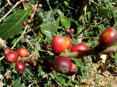 Top Coffee Bean-Ethiopian Double Champion Coffee Bean Aramco Delano Introduction.