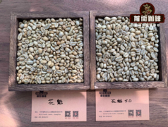 Introduction to the Origin Story and Taste characteristics of Ethiopian Sakui Coffee beans