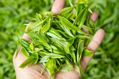 The difference of the influence of the Green Standard of pre-Qingming Tea and Summer picking Tea on the Taste of Tea production