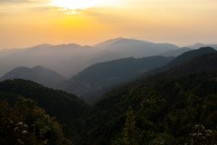 The difference between the taste of Fenghuang Dancong oolong tea and Taiwan frozen top oolong tea