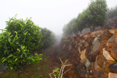 Big black leaf Phoenix Dancong tea which brand of tea garden is more authentic? Brief introduction of Shan Fong in Shitoujiao Tea Garden