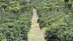 Guatemala Coffee Raw Bean Information Coffee Bean exports rose due to soaring global coffee prices